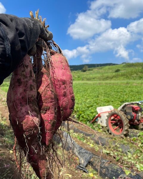 ☆彡年末年始のお知らせ☆彡